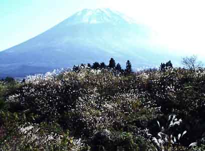 �t�s�ɋP���X�X�L